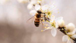 bee-bumblebee-close-up-998248